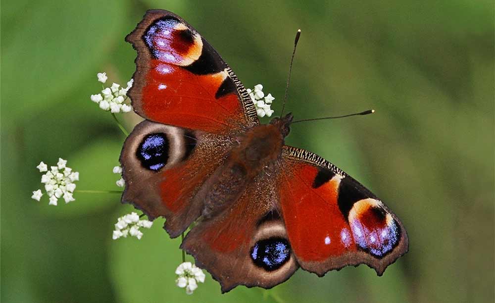 Guided Butterfly Walk