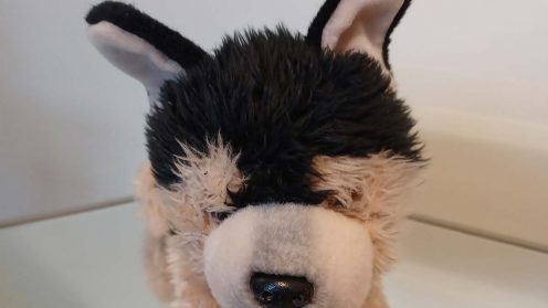 Stray Cuddly Toy Found